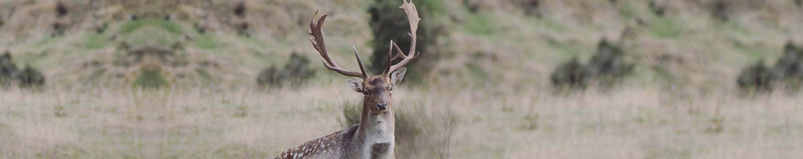 New Zealand Fallow