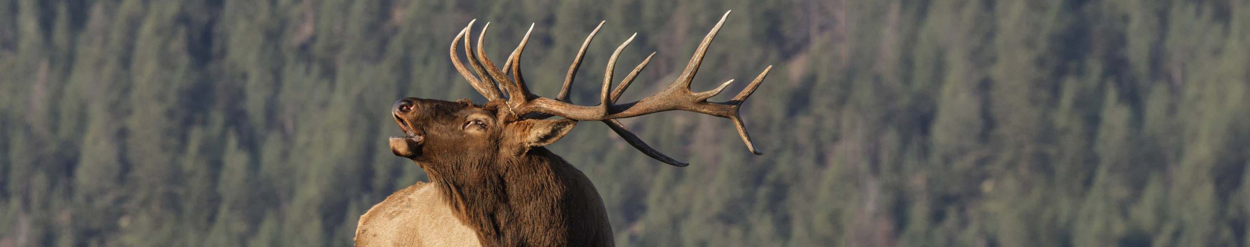 New Zealand Elk Hunting Lodge