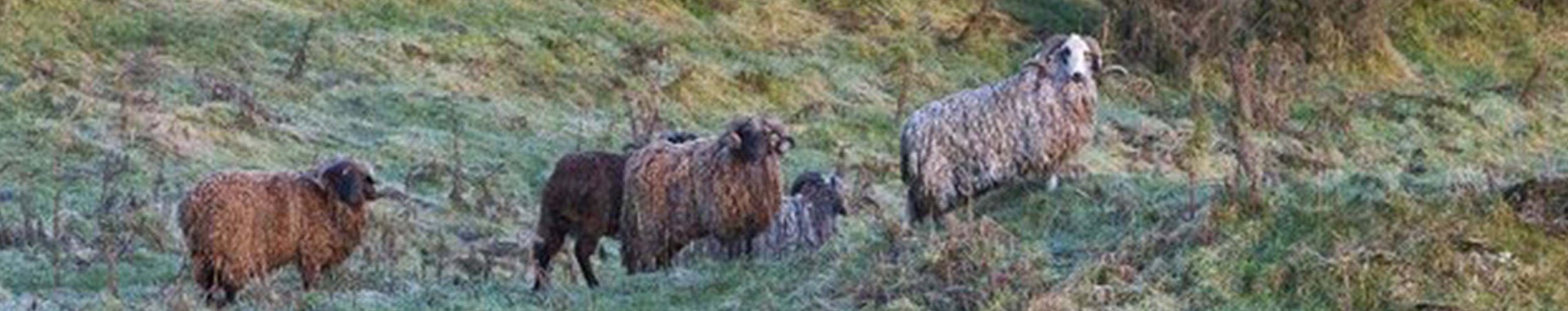 New Zealand Trophy Ram Hunting