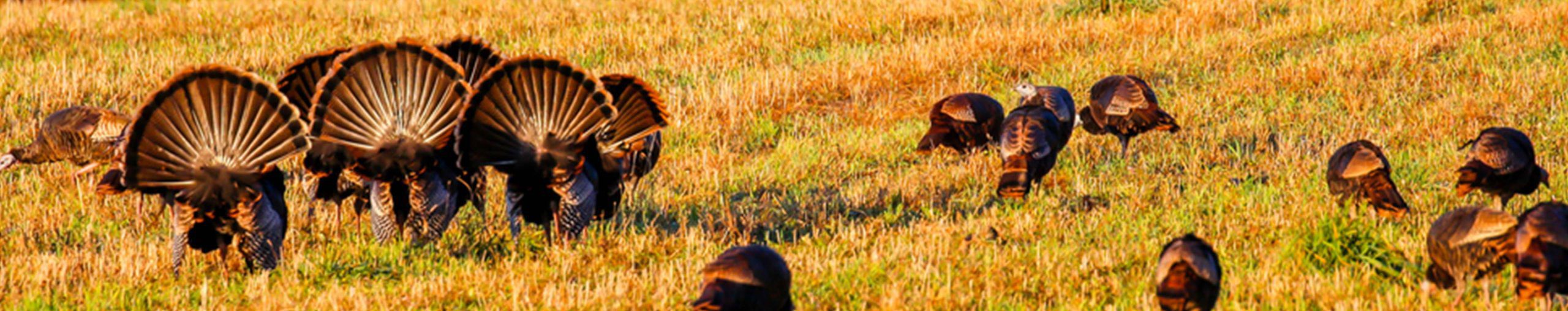 New Zealand Turkey Hunting Lodge