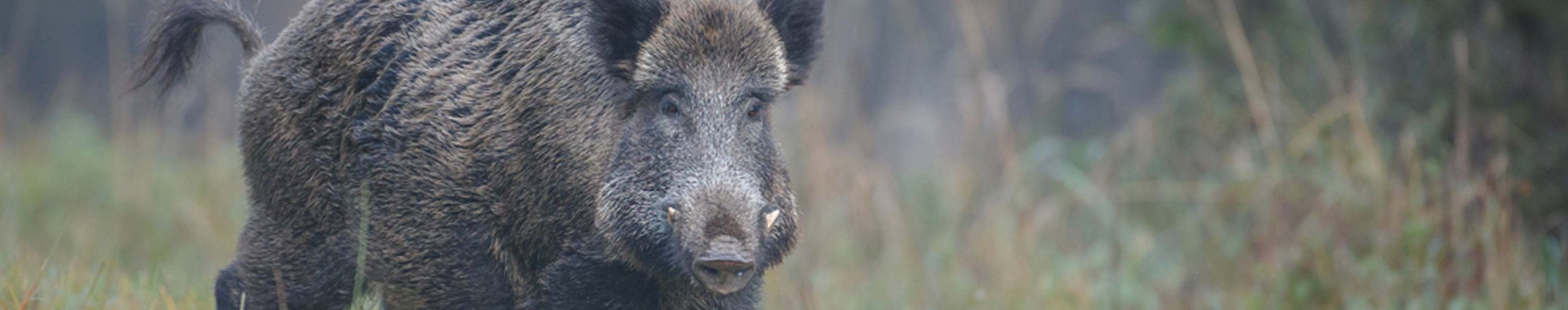 New Zealand Wild Boar Hunting Lodge