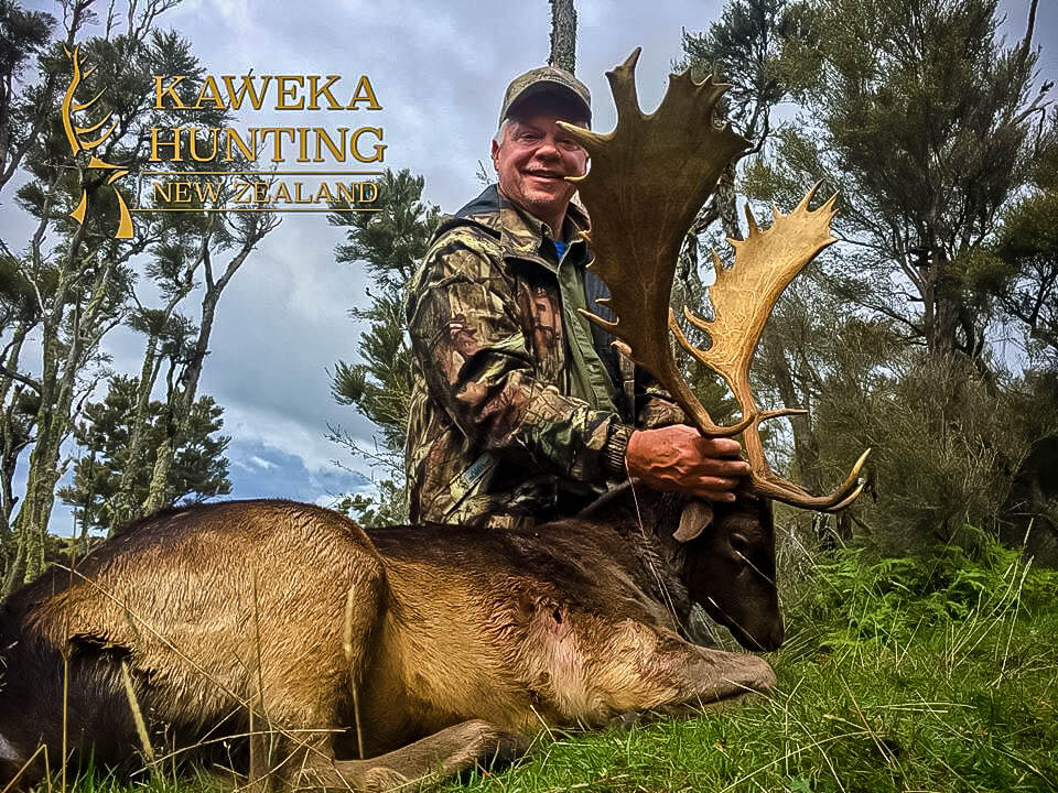 Fallow Deer Hunting Kaweka New Zealand