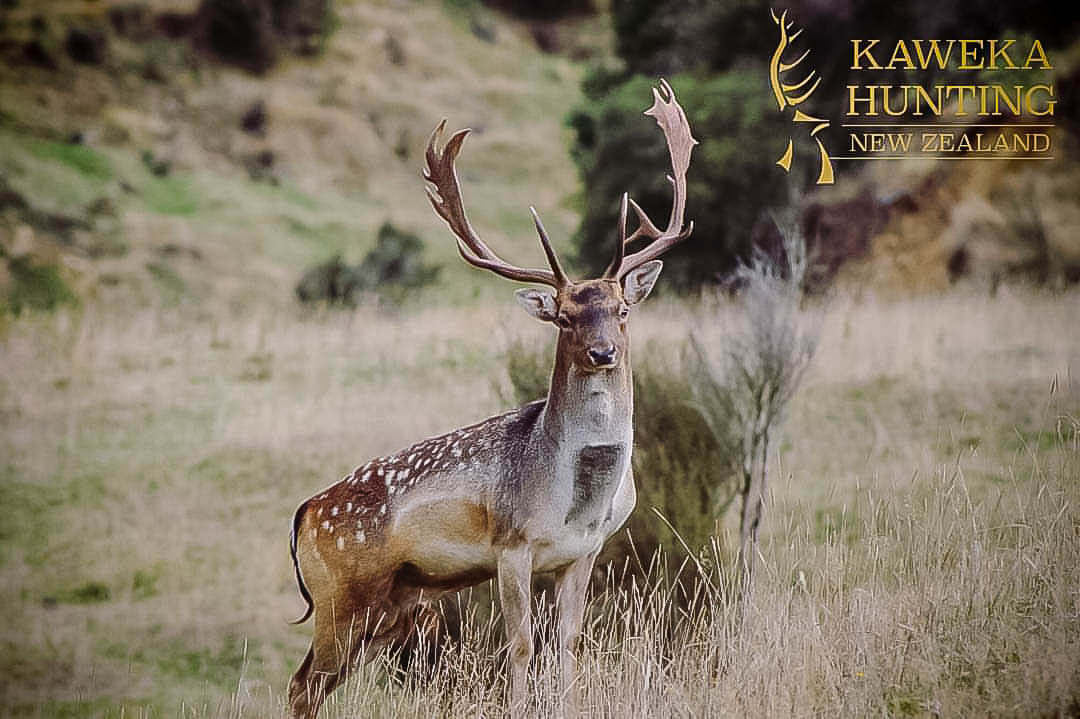 New Zealand Trophy Fallow photo safaris in New Zealand