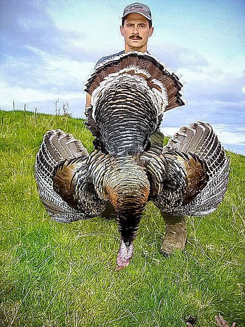 Turkey Hunting in New Zealand