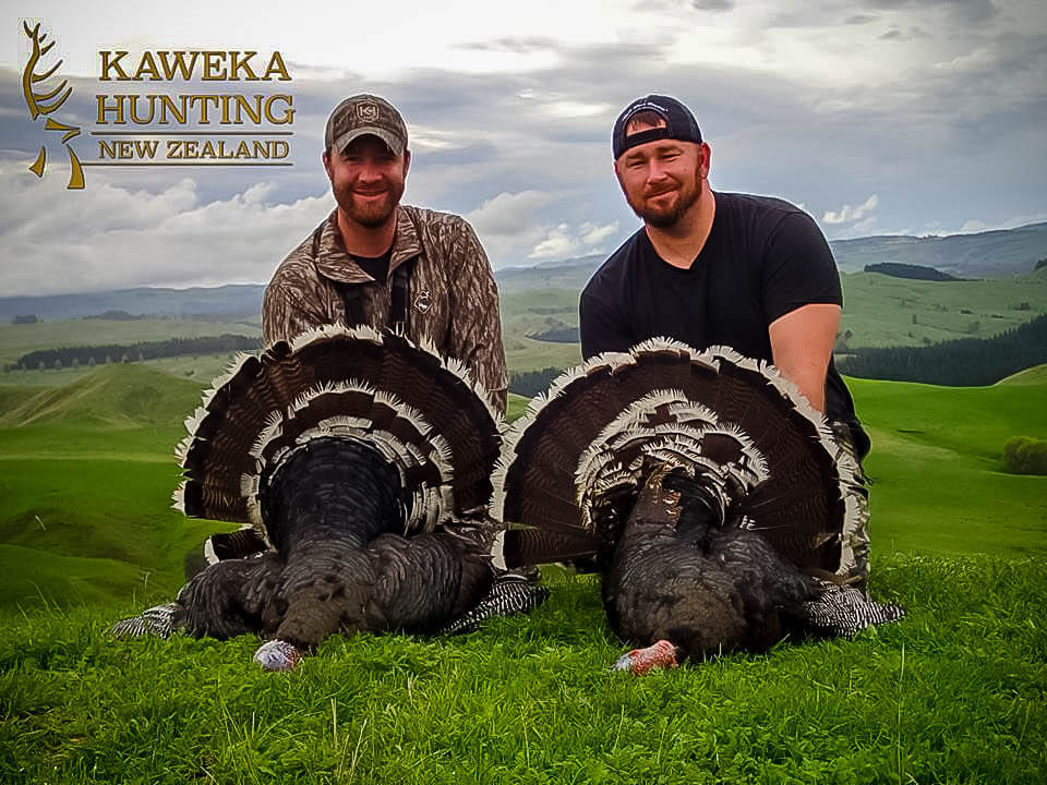 Turkey Hunting in New Zealand