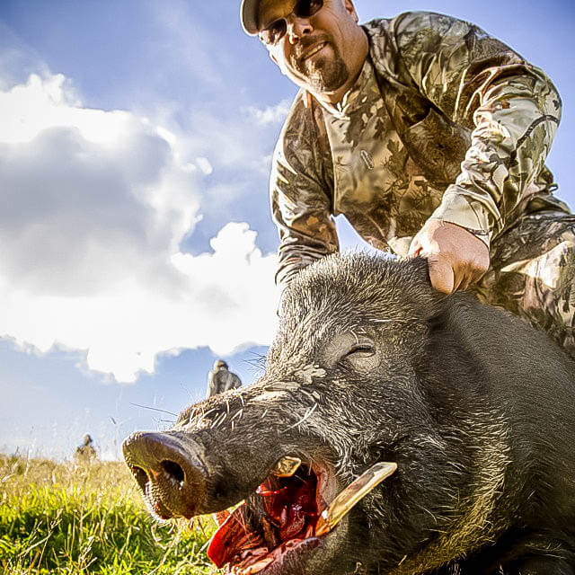 Wild Pig Hunting