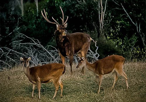 rusa-hunting-new-zealand5 Trophy Rusa Hunts in New Zealand