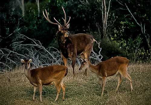 Trophy Rusa Hunts in New Zealand