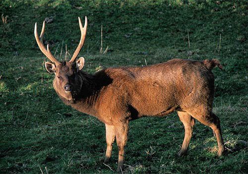 Trophy Sambar Hunts in New Zealand