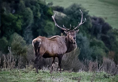 Trophy Elk Hunts in New Zealand