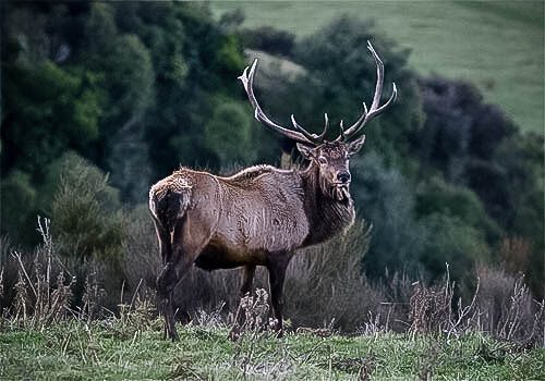 trophy-elk-hunts-new-zealand08 Trophy Elk Hunts in New Zealand