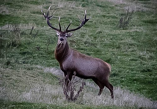 trophy-red-stag-hunts-new-zealand59 Trophy Stag Hunts