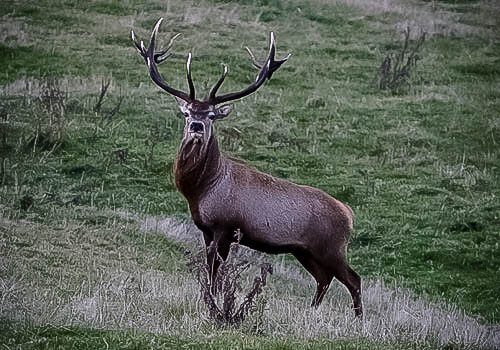 Trophy Stag Hunts