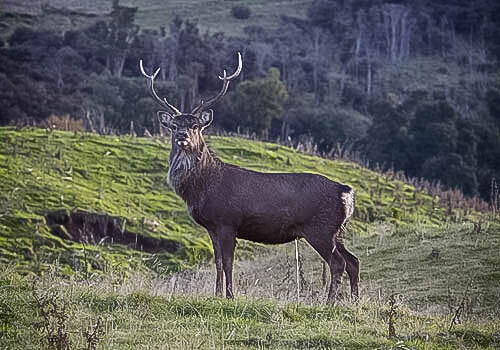 Sika Hunting New Zealand