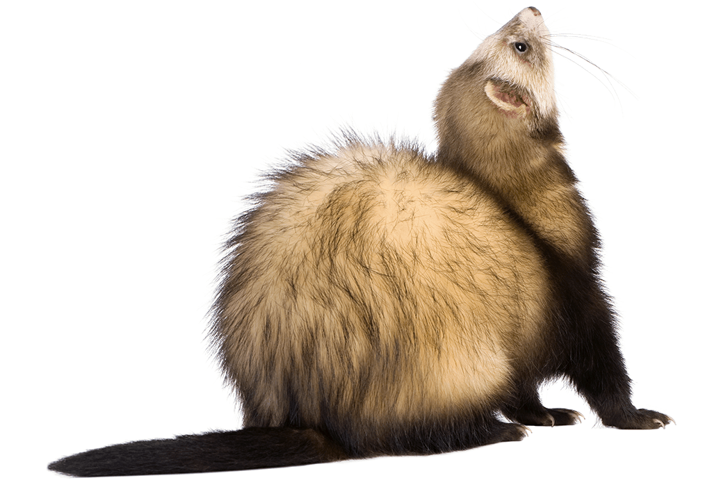 ferret-mustela-putorius-furo Ferret looking up with no background