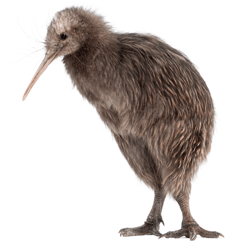 The Endangered Kiwi Bird - Kaweka Hunting