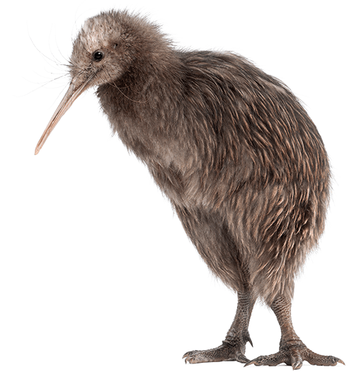 smaller kiwi North Island Brown Kiwi, Apteryx mantelli, 5 months old, standing