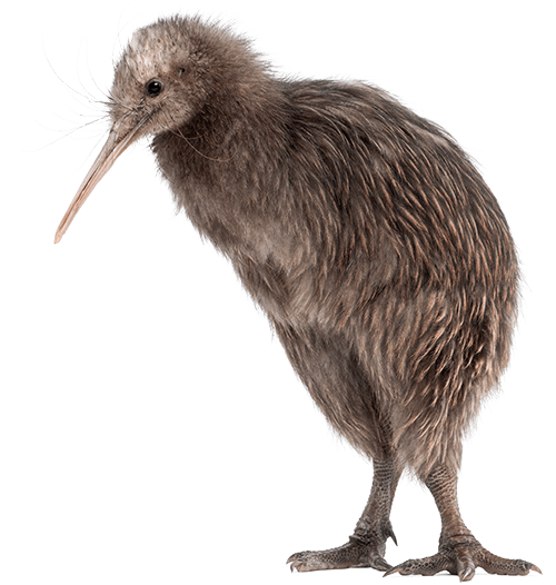 North Island Brown Kiwi, Apteryx mantelli, 5 months old, standing