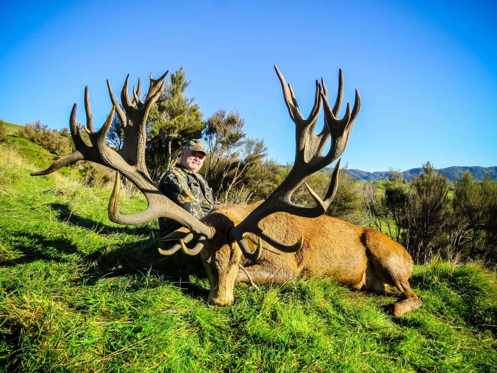 430+ Red Stag hunts